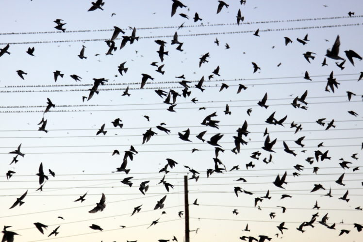 flock, Of, Birds, Sky, Bokeh,  40 HD Wallpaper Desktop Background