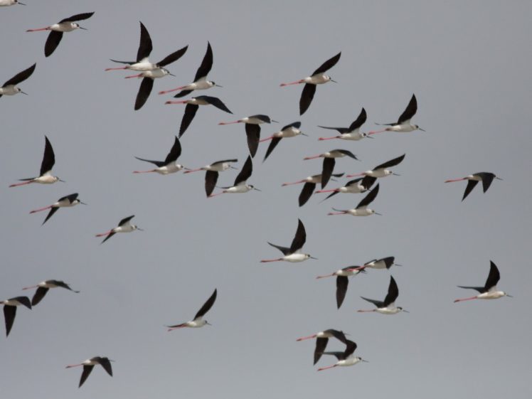 flock, Of, Birds, Sky, Bokeh,  43 HD Wallpaper Desktop Background