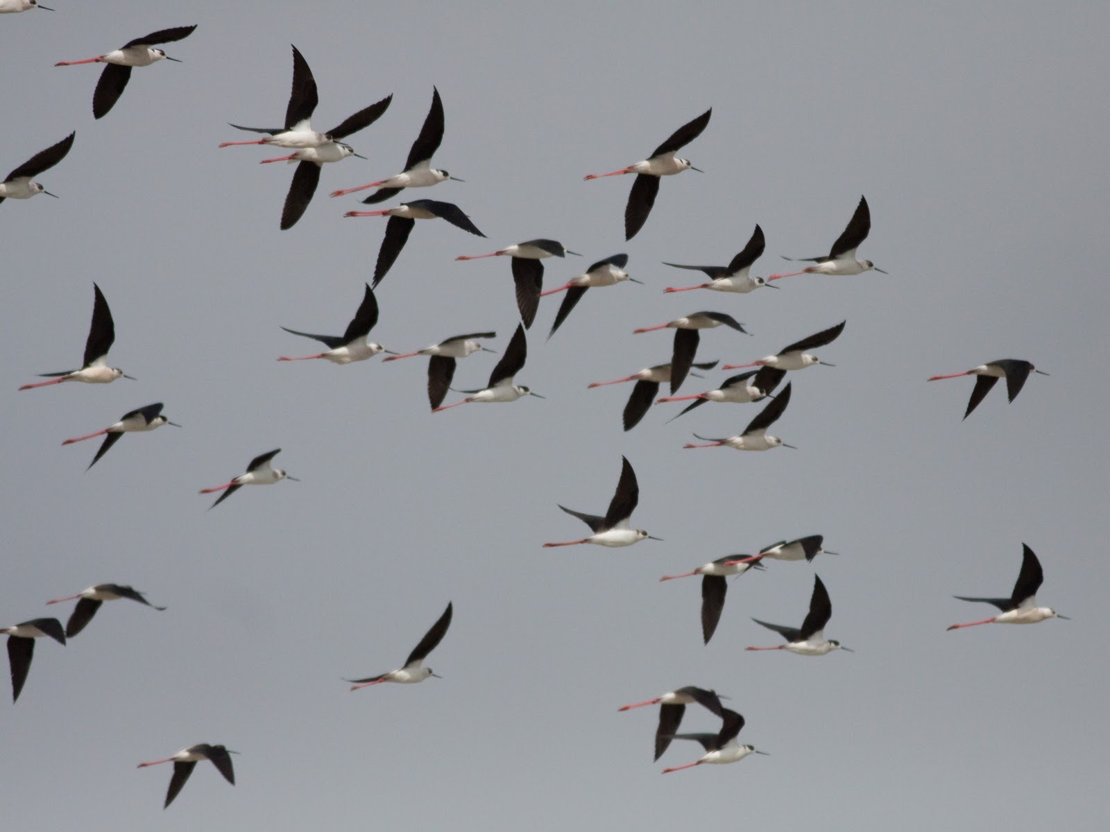 flock, Of, Birds, Sky, Bokeh,  43 Wallpaper