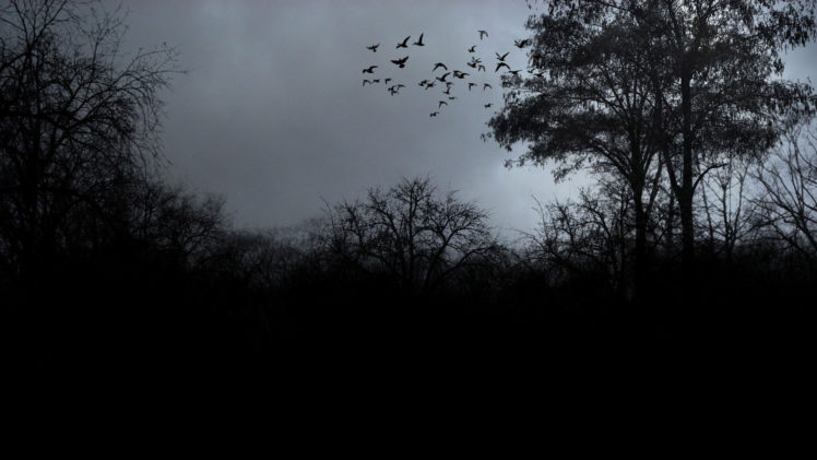 flock of birds over the trees 11620 HD Wallpaper Desktop Background