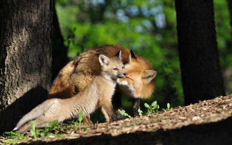 fox, Baby HD Wallpaper Desktop Background