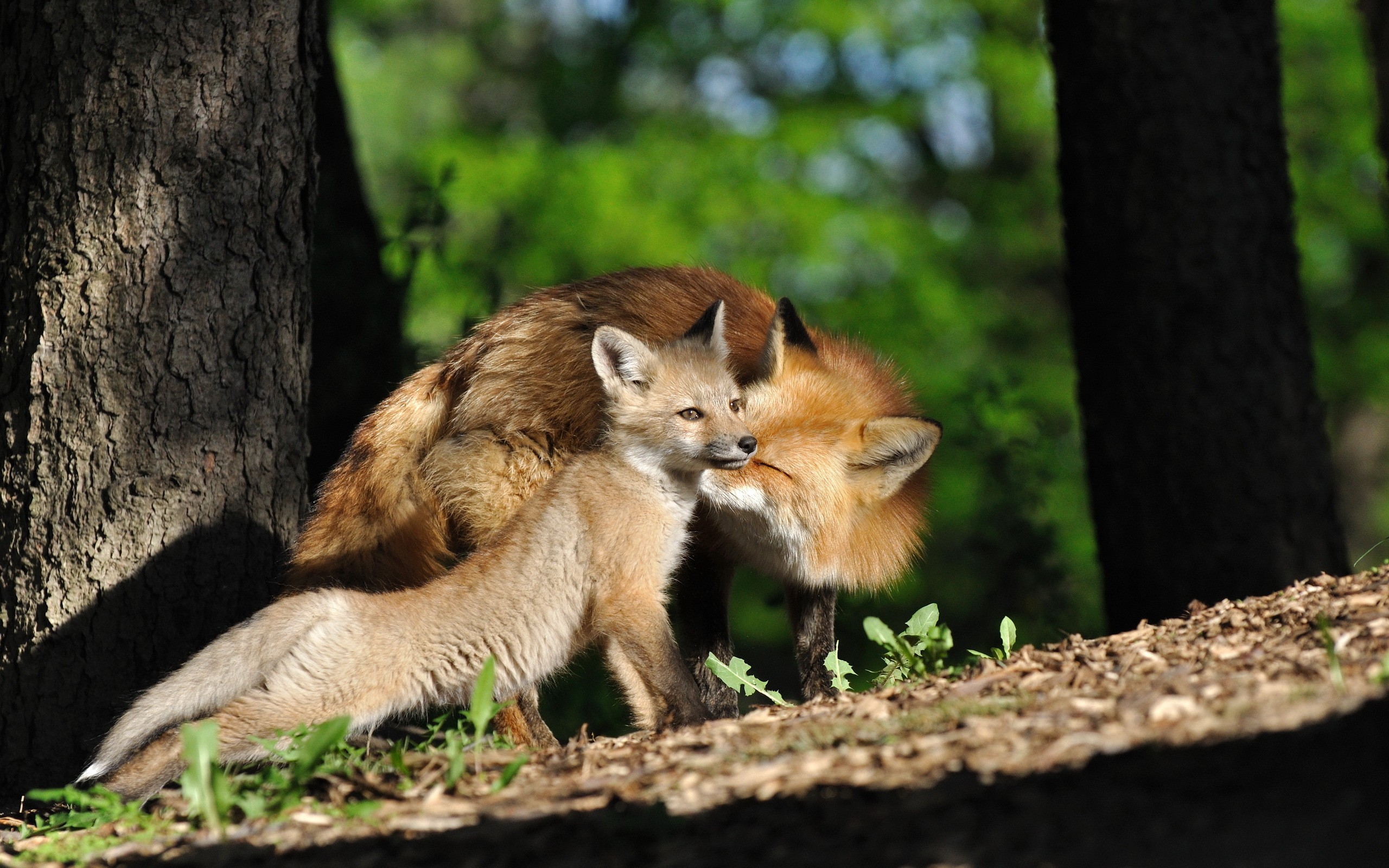 fox, Baby Wallpaper
