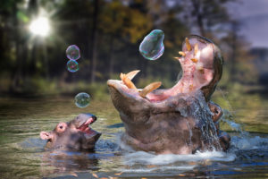 hippo, Baby, Bathing, Soap, Bubbles