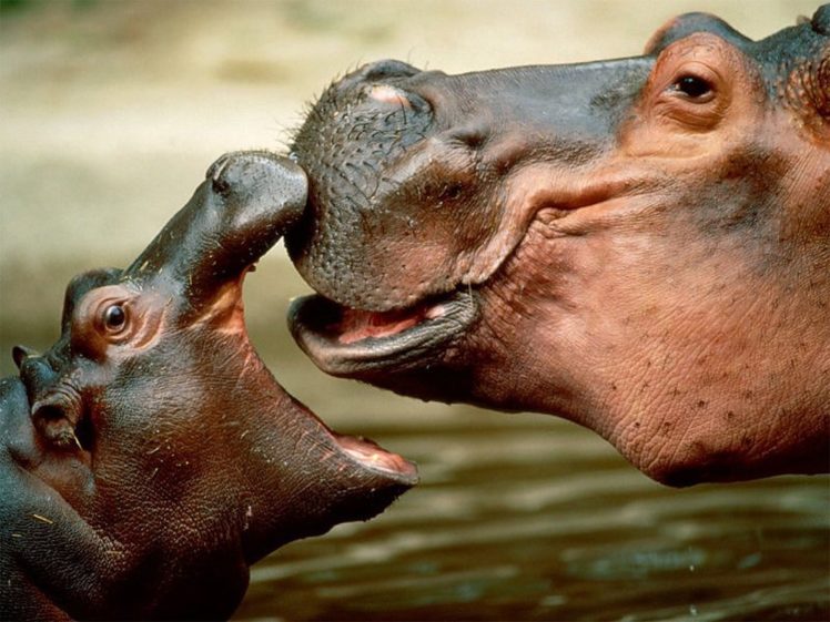 hippopotamus, Hippo,  5 HD Wallpaper Desktop Background