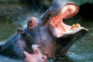 hippopotamus, Hippo