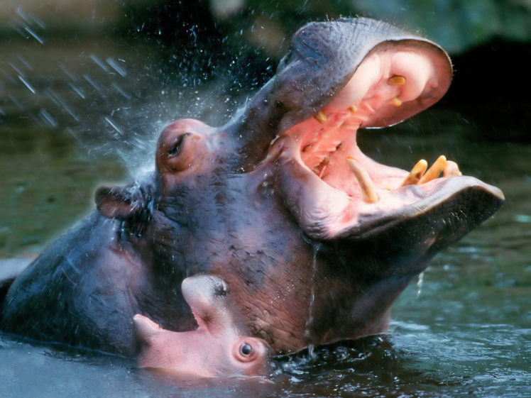 hippopotamus, Hippo HD Wallpaper Desktop Background