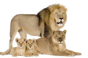 lion, Cubs