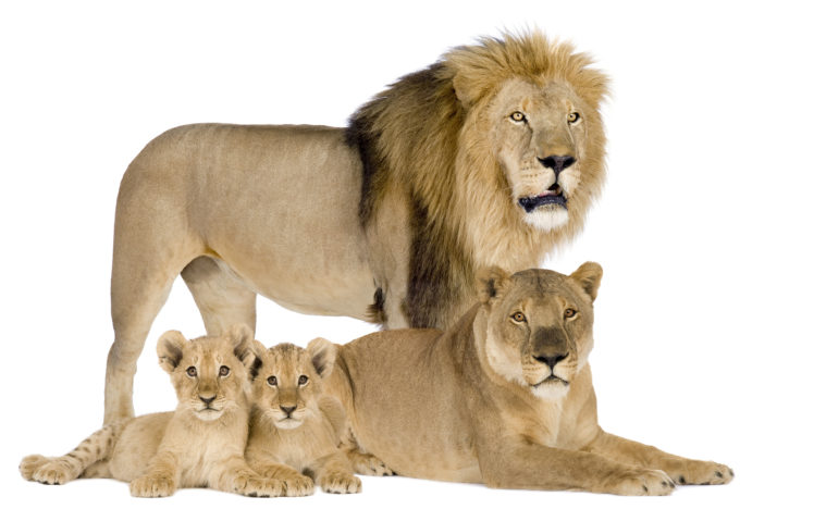 lion, Cubs HD Wallpaper Desktop Background