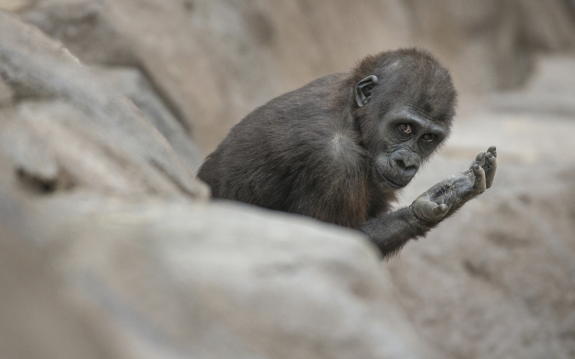 monkey Wallpaper