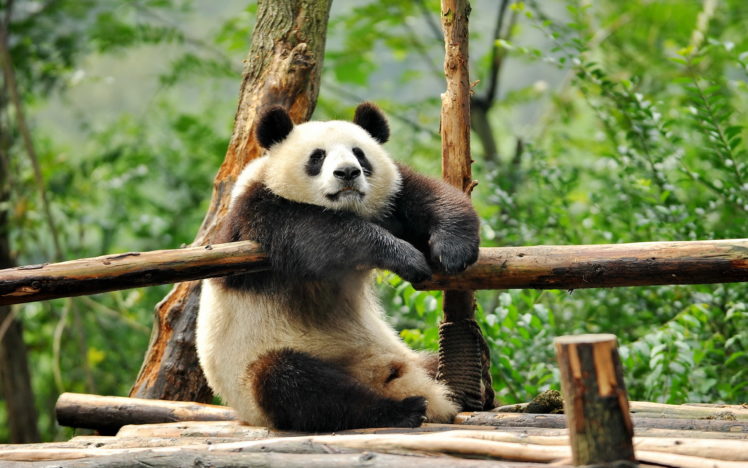 panda, Leisure HD Wallpaper Desktop Background