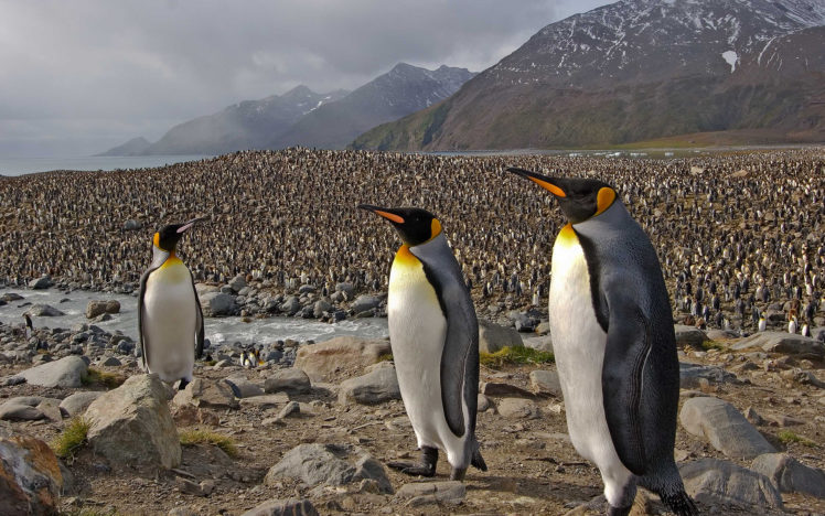 penguin, Bird Wallpapers HD / Desktop and Mobile Backgrounds