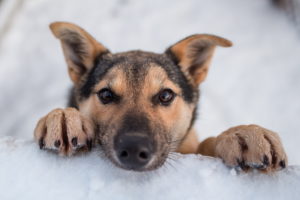 puppies, Dogs, Puppy, Winter, Snow