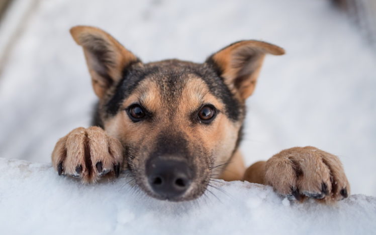 puppies, Dogs, Puppy, Winter, Snow HD Wallpaper Desktop Background