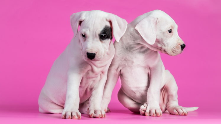 puppies, Dogs, Puppy HD Wallpaper Desktop Background