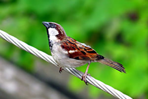 sparrow,  5 , Jpg