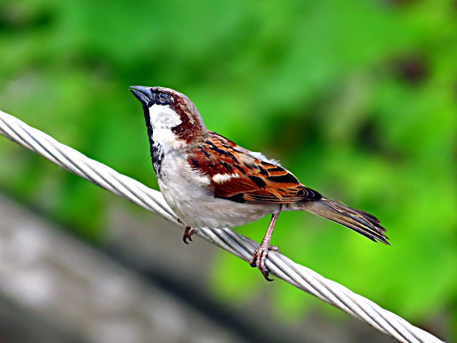 sparrow,  5 , Jpg Wallpaper