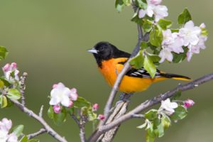 birds, Canada, Baltimore, Orioles