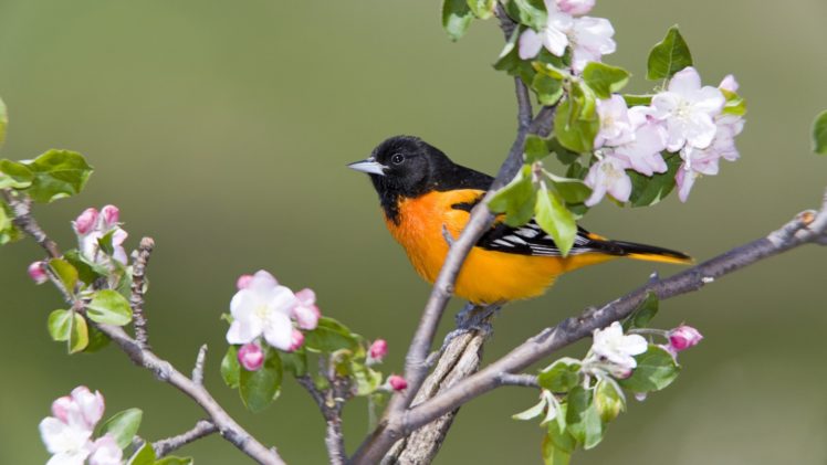 birds, Canada, Baltimore, Orioles HD Wallpaper Desktop Background