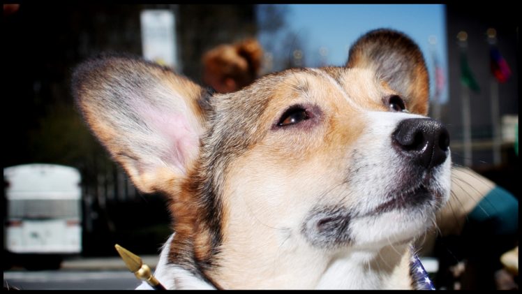 animals, Dogs, Puppies, Corgi, Canine, Pets HD Wallpaper Desktop Background