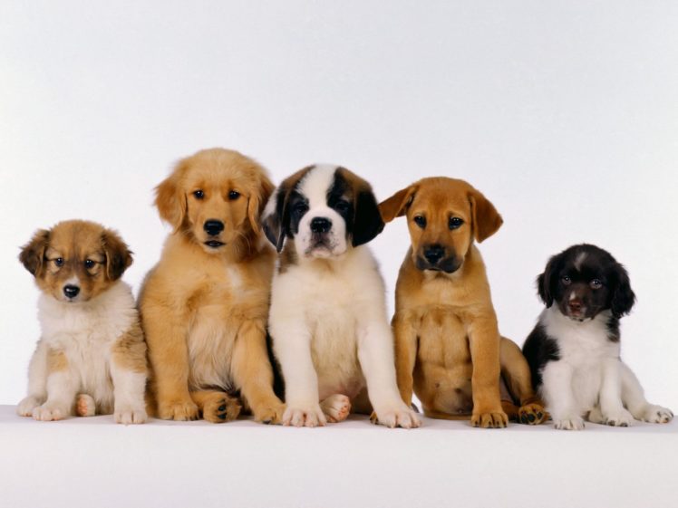 dogs, Puppies HD Wallpaper Desktop Background