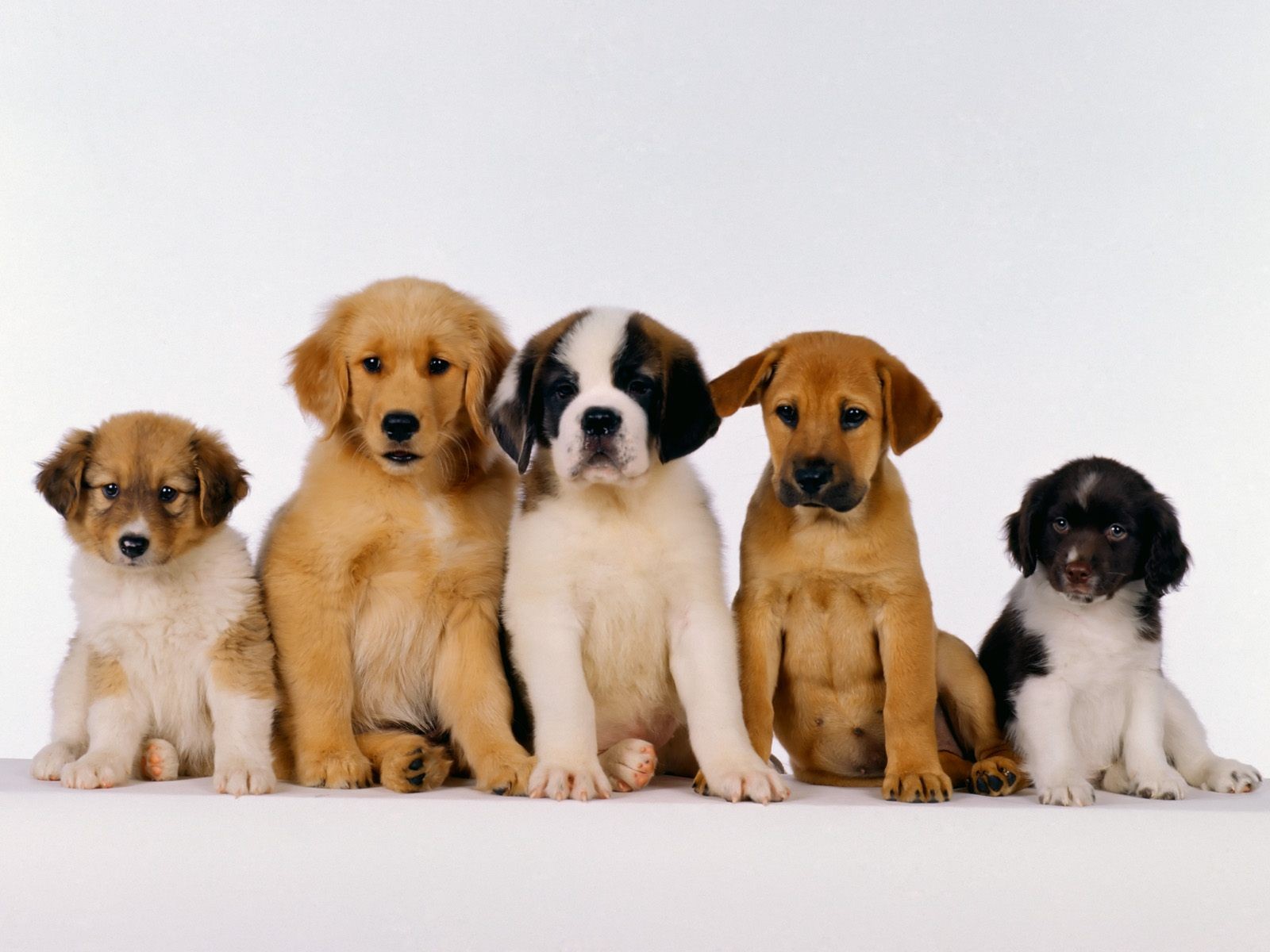 dogs, Puppies Wallpaper