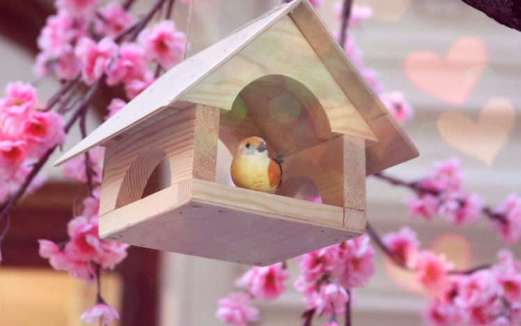 a, Little, Bird, In, His, Home HD Wallpaper Desktop Background