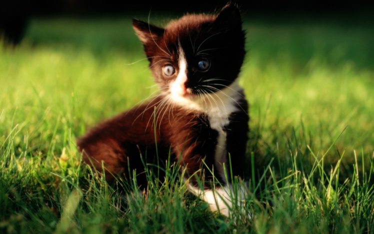 loveable, Baby, Kitten, On, Grass HD Wallpaper Desktop Background