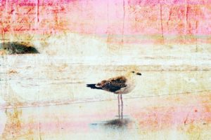 paintings, Birds, Artwork