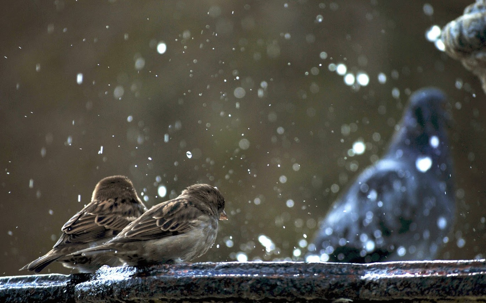 doves Wallpaper