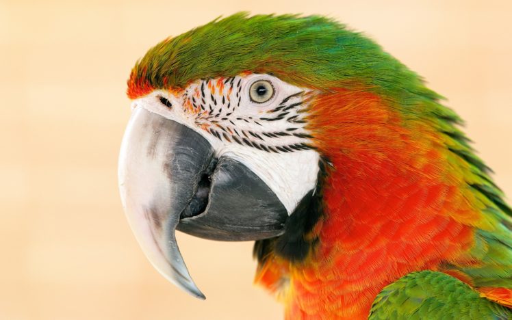 birds, Animals, Parrots HD Wallpaper Desktop Background
