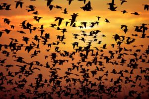 sunrise, Flying, Birds, Flock, Silhouettes, Skyscapes