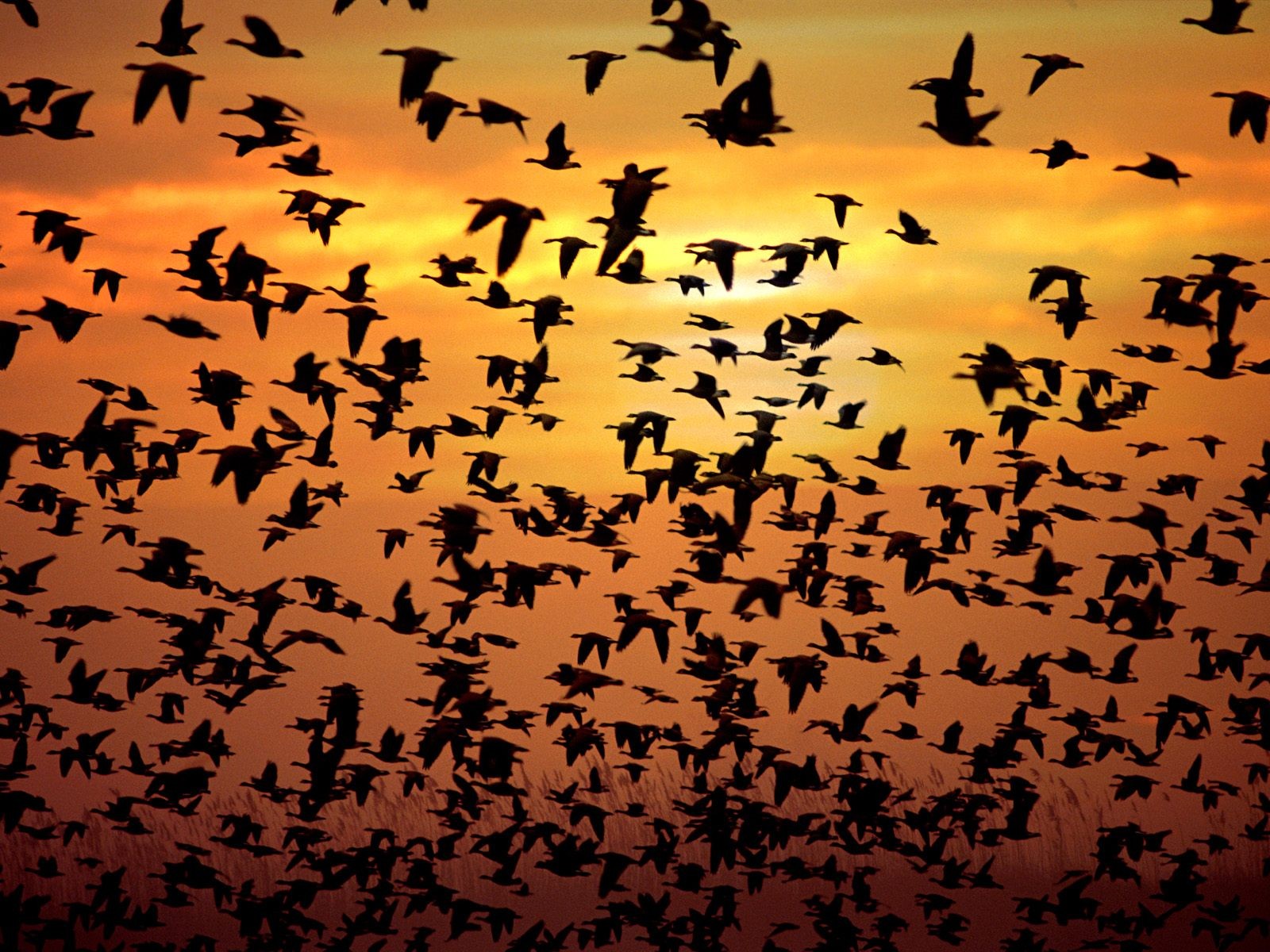 sunrise, Flying, Birds, Flock, Silhouettes, Skyscapes Wallpaper