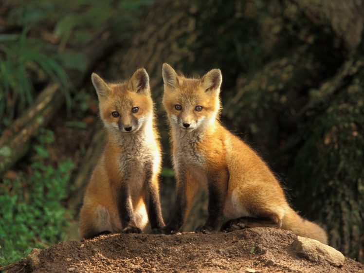 animals, Baby, Animals, Foxes HD Wallpaper Desktop Background