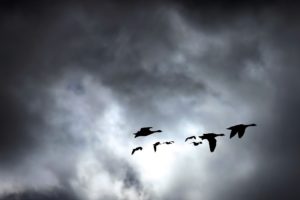 animals, Birds, Nature, Skies, Clouds
