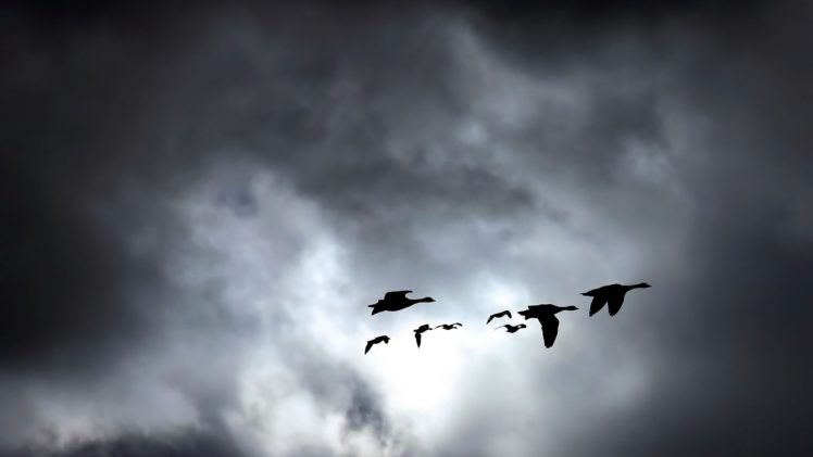 animals, Birds, Nature, Skies, Clouds HD Wallpaper Desktop Background