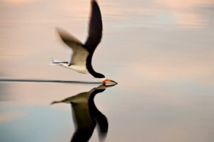 nature, Animal, Bird, Water, Reflection, National, Geographic, Green, Hd, Wallpapers