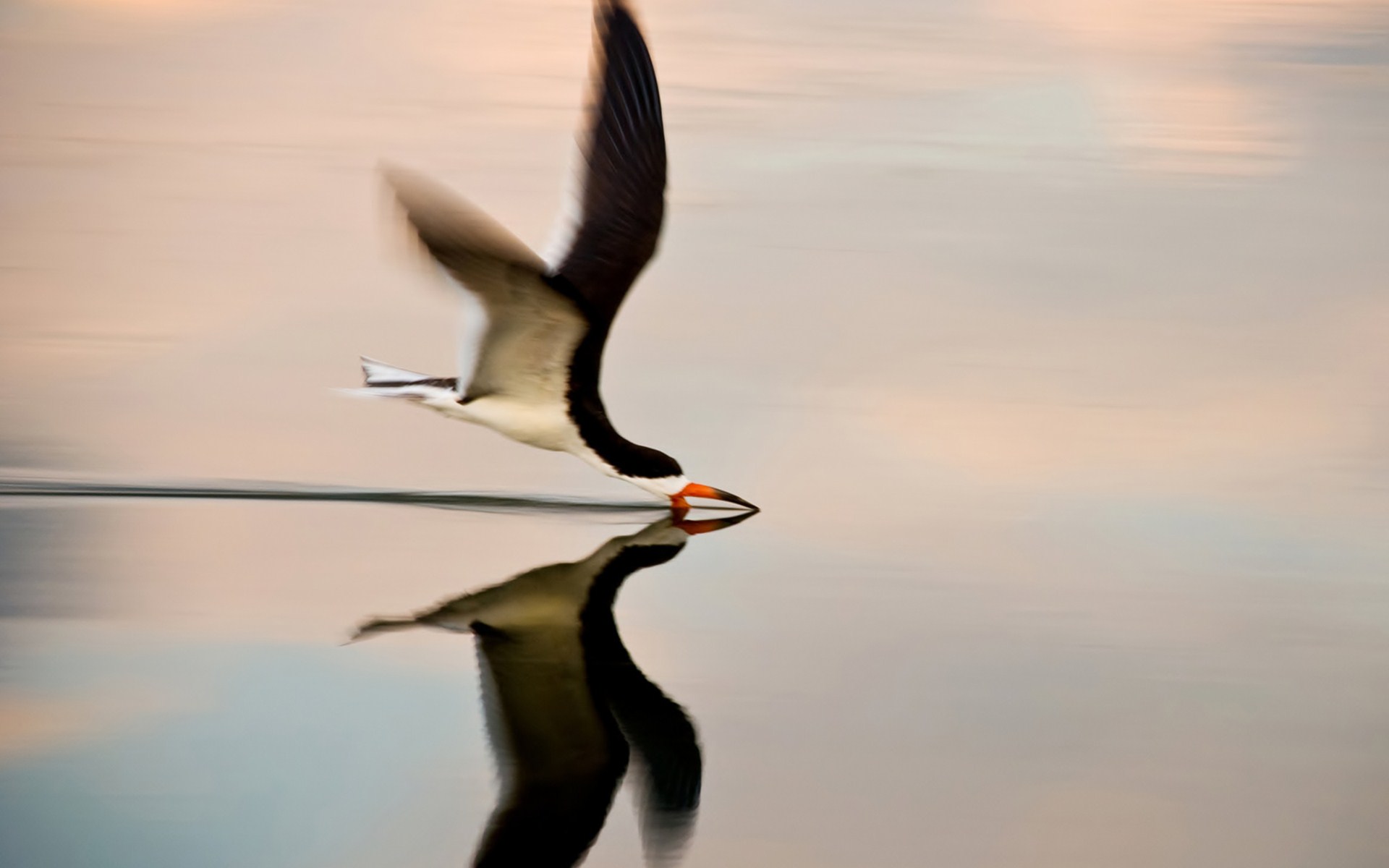 nature, Animal, Bird, Water, Reflection, National, Geographic, Green, Hd, Wallpapers Wallpaper