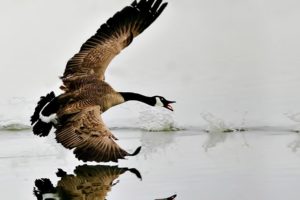 nature, Animal, Bird, National, Geographic, Water, Reflection, Green, Hd, Wallpapers