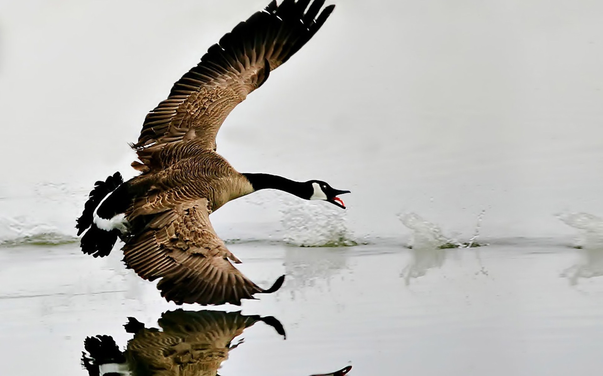 nature, Animal, Bird, National, Geographic, Water, Reflection, Green, Hd, Wallpapers Wallpaper