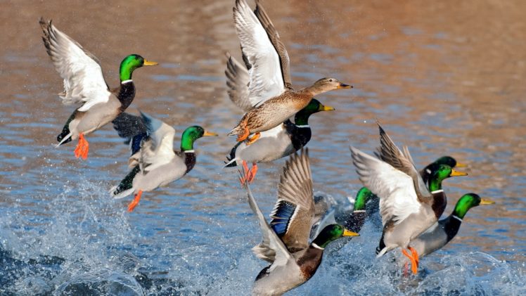 animals, Birds, Ducks HD Wallpaper Desktop Background