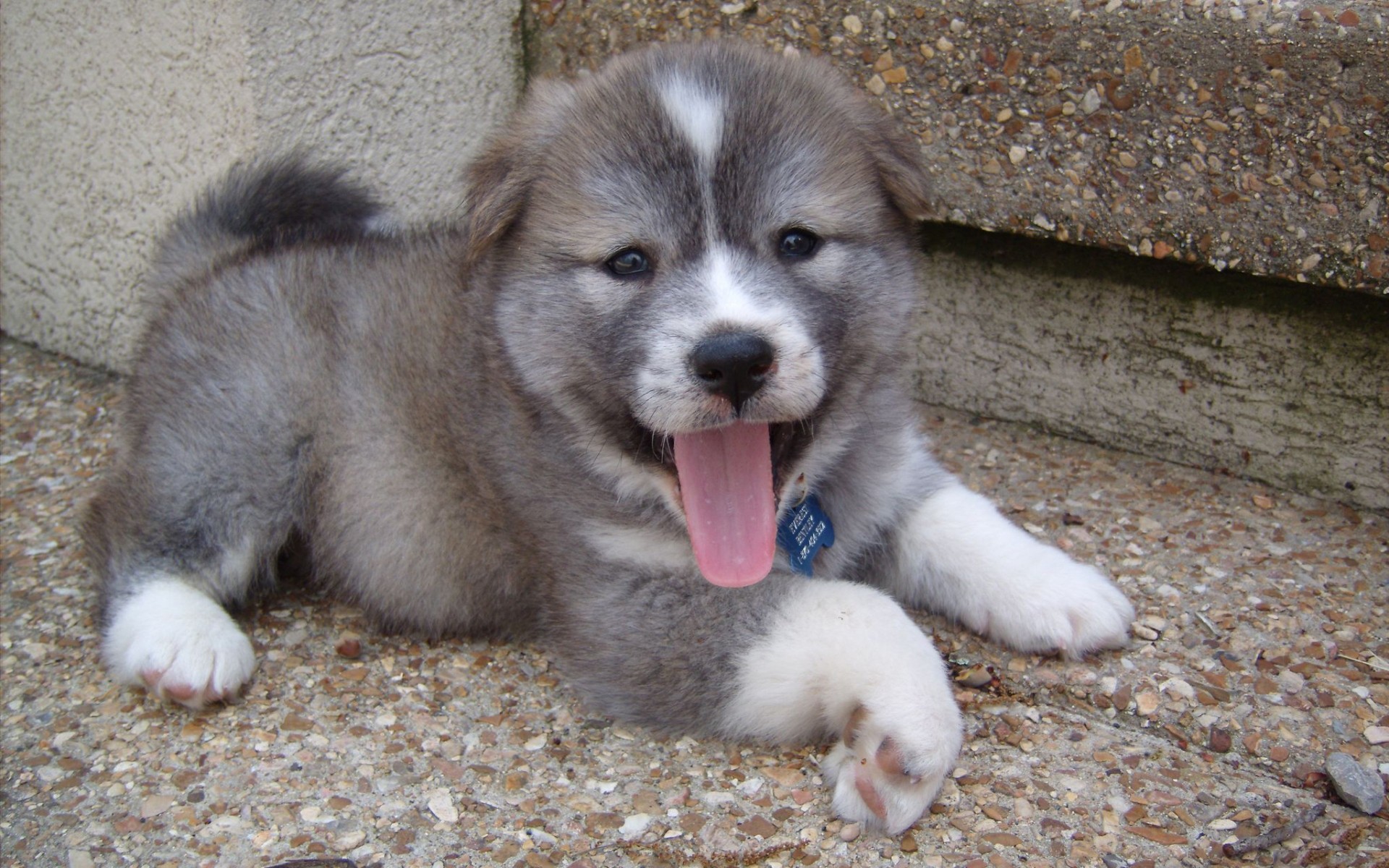 animals, Dogs, Puppies Wallpaper