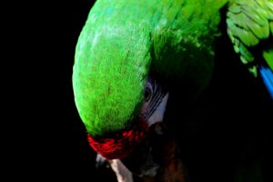 great, Green, Macaw