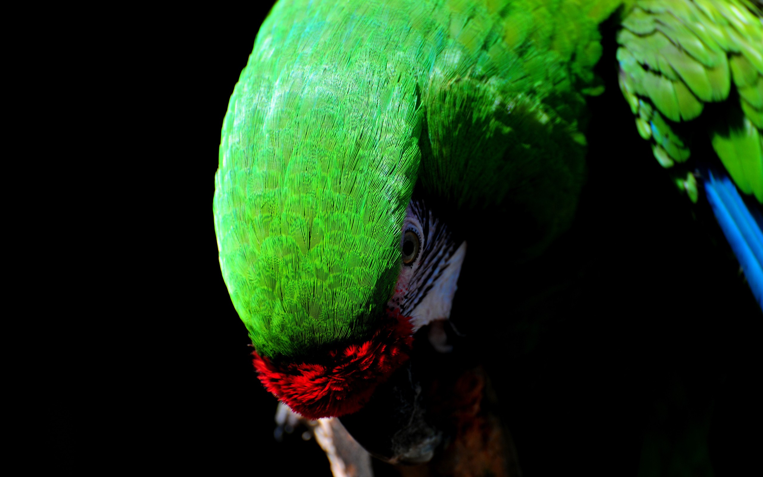 great, Green, Macaw Wallpaper