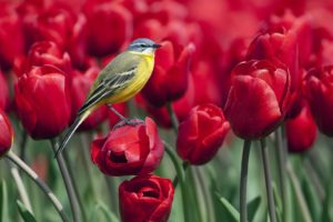 birds, Tulips, Red, Flowers, Wagtails