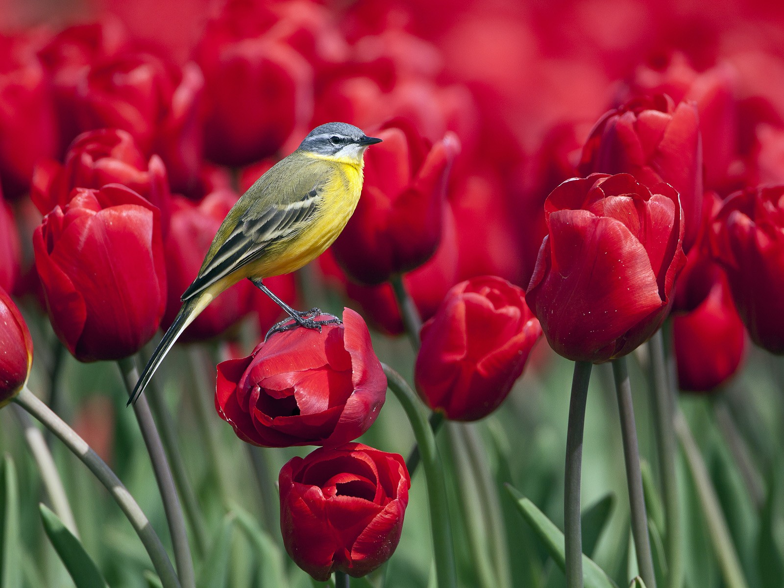 birds, Tulips, Red, Flowers, Wagtails Wallpaper