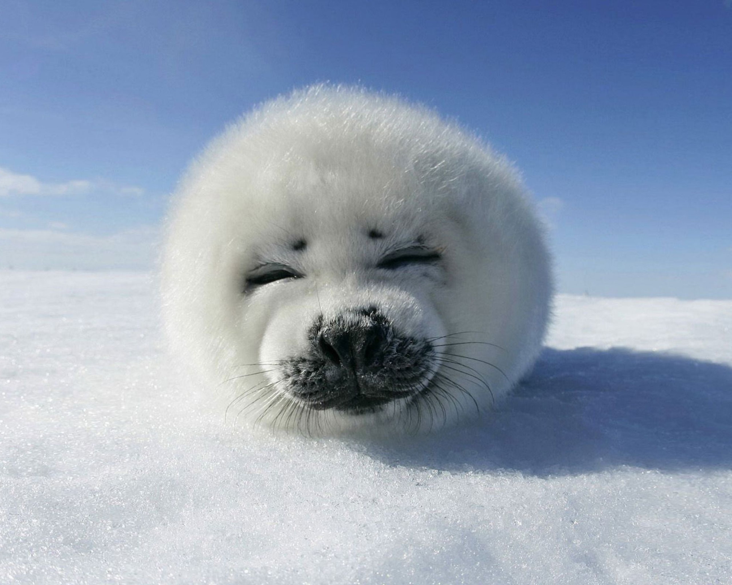 seal Wallpaper