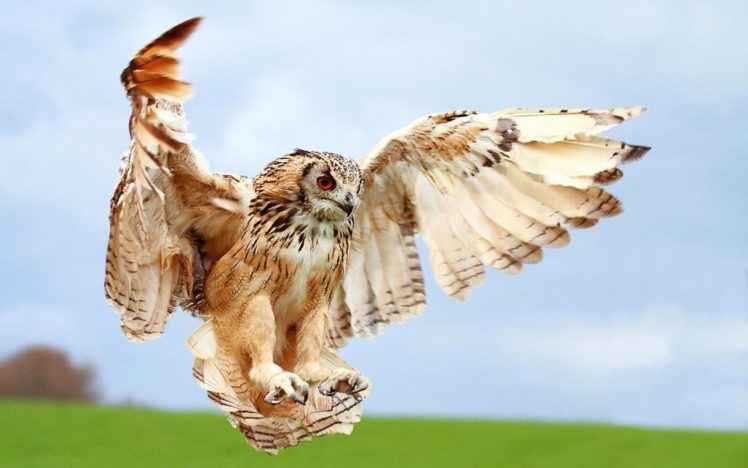 birds, Animals, Owls HD Wallpaper Desktop Background