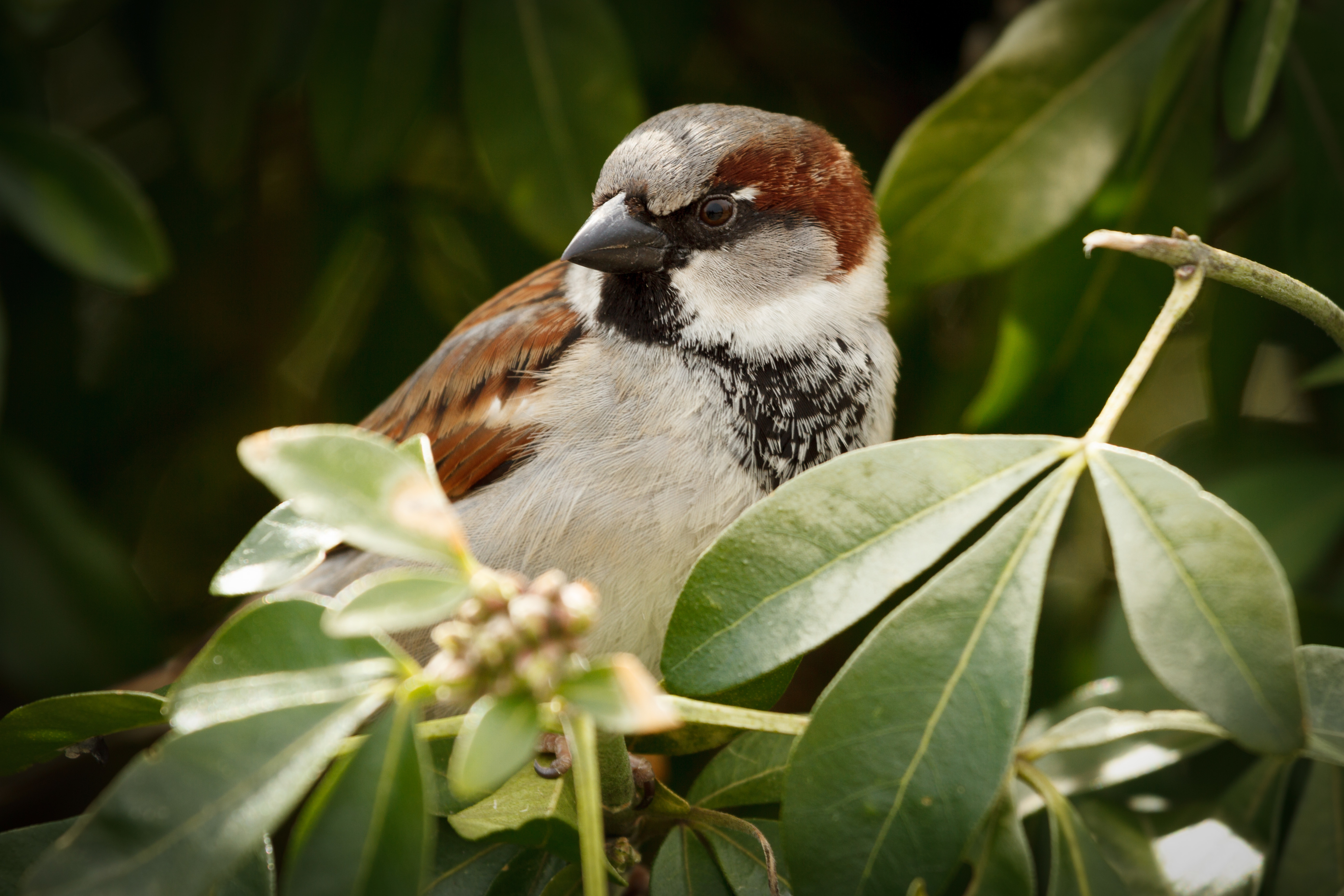 bird, Sparrow, Bird, Animal Wallpaper