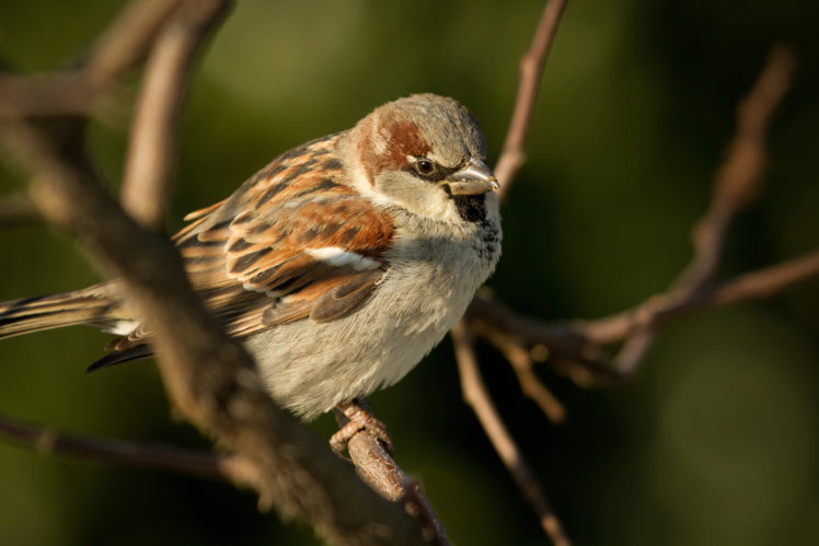 sparrow, Bird HD Wallpaper Desktop Background