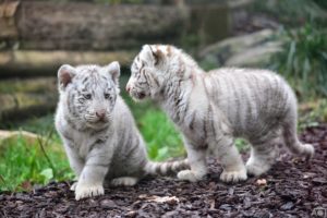 tiger, Cub, Kitten, Baby